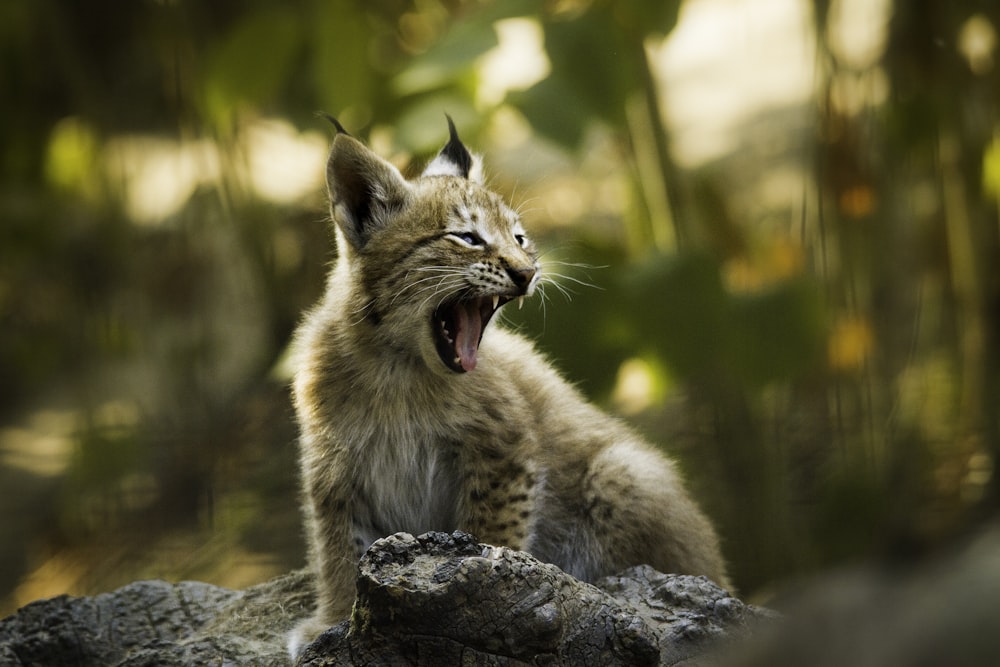 selective focus photography of lynx cub