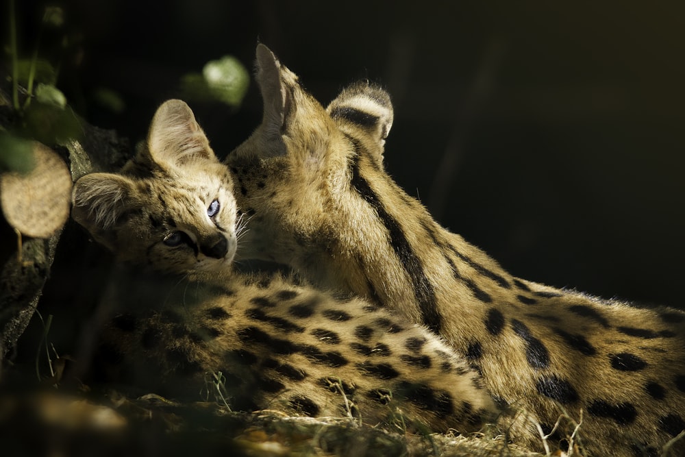 cheetah and cub on forest