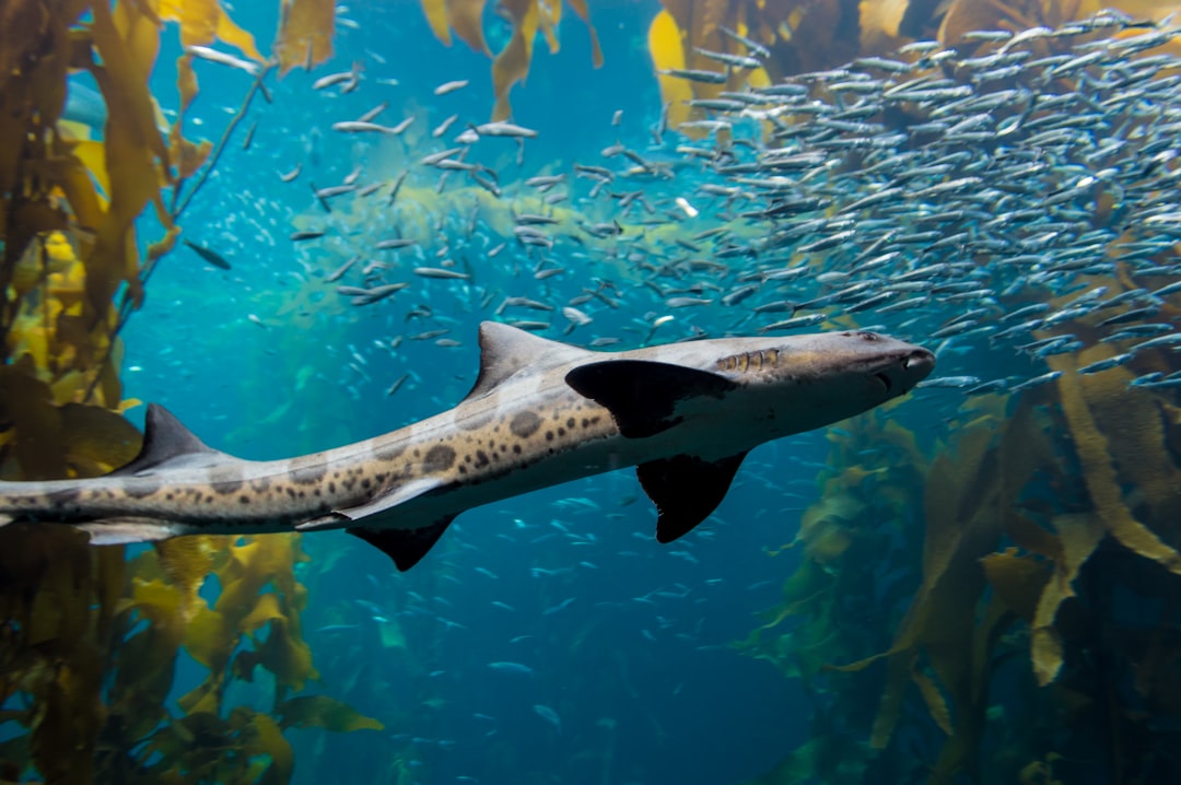 brown and black shark in water with fishes