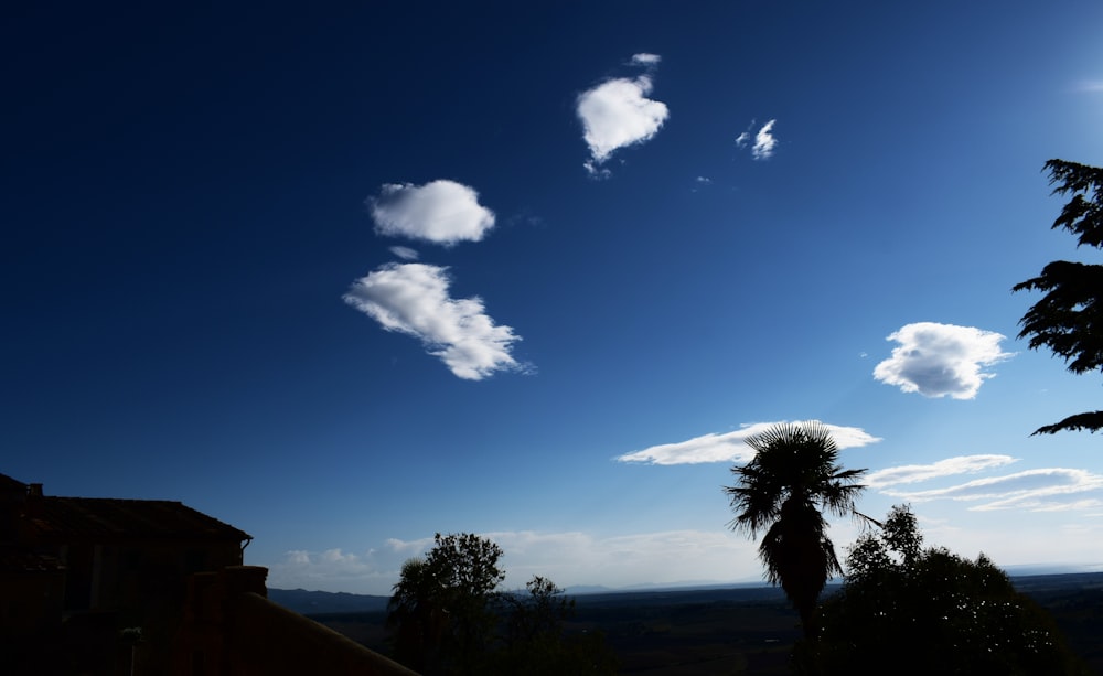 green palm tree under blue sky during daytime