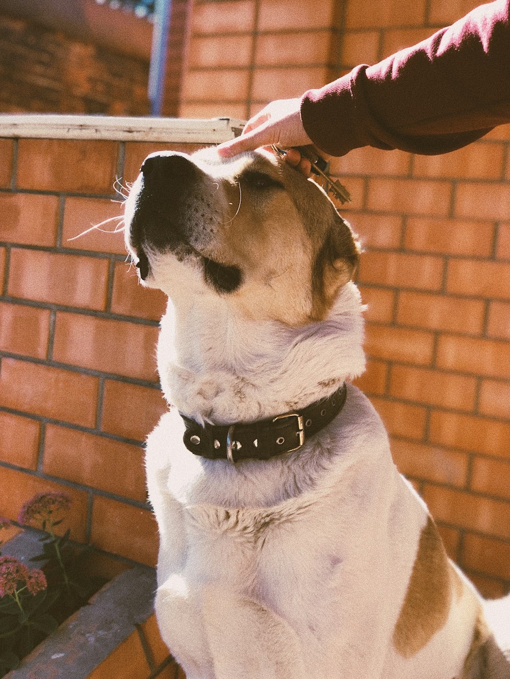 person touching short-coated tan and white dog