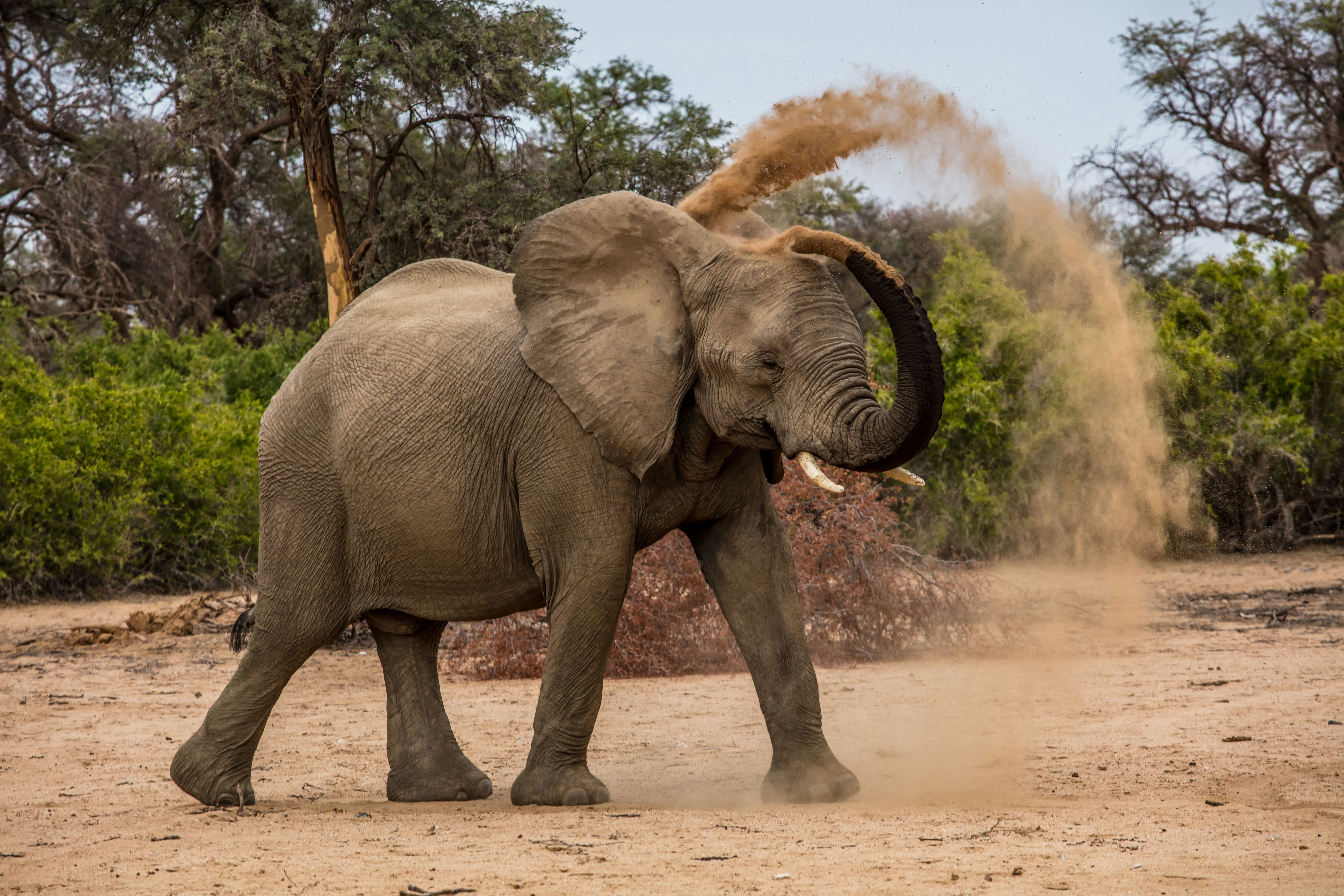 elephant play with brown sand photo Free Image on Unsplash