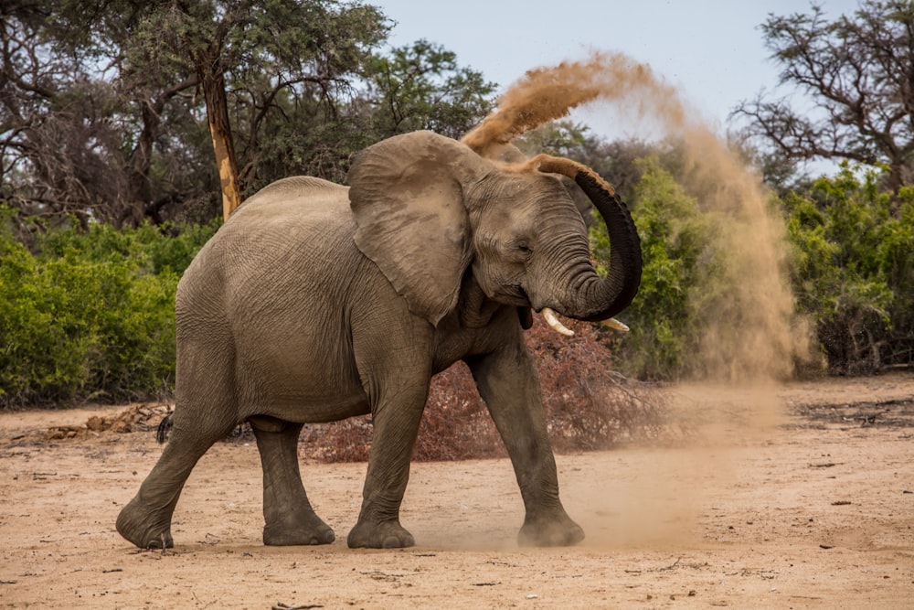 Elefante brinca com areia marrom