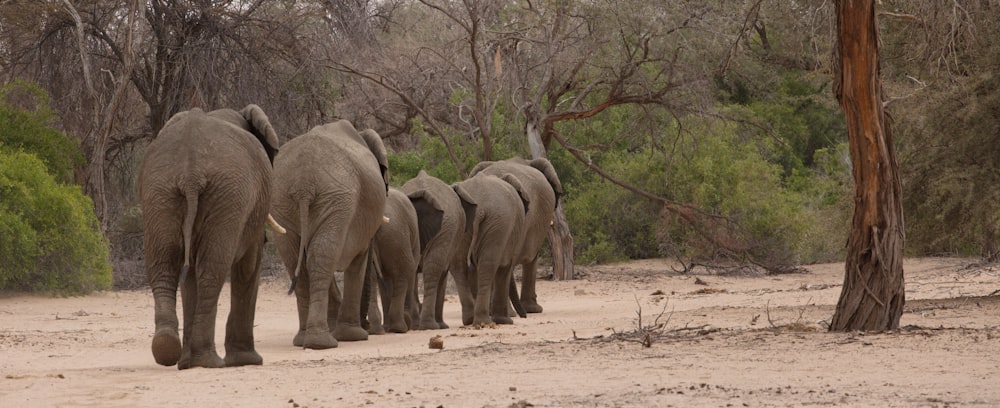 gray elephants near forest