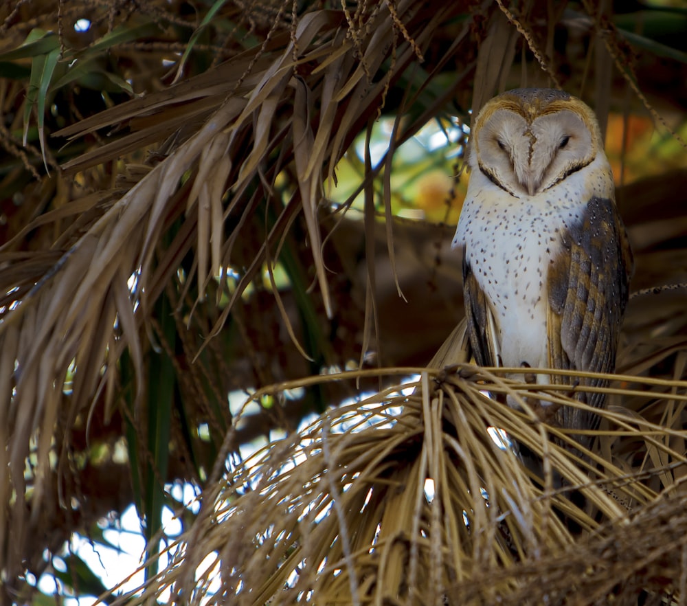 brown white owl on the tree