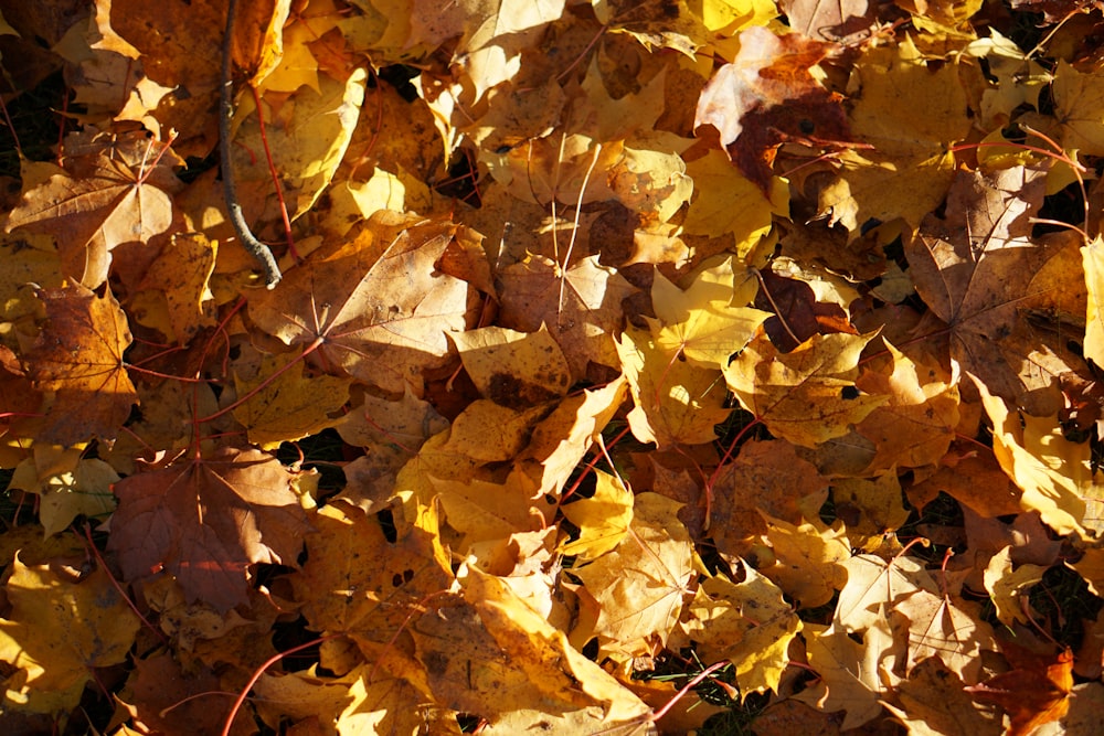 closeup photo of maple leaf