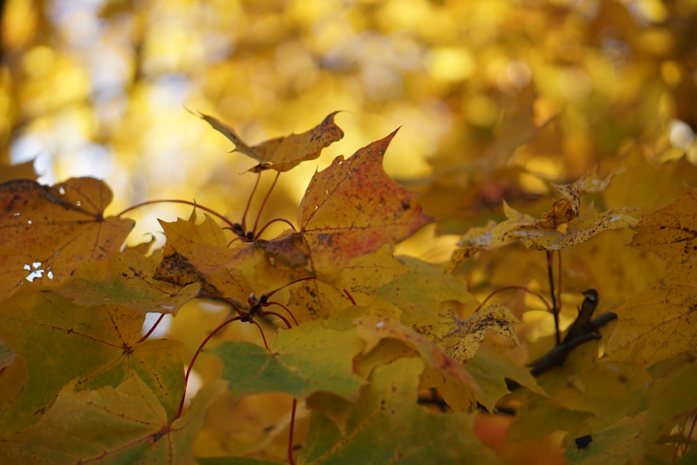 maple tree with yellow leaves during daytime