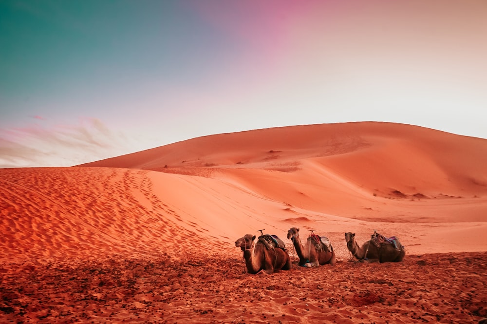 three camels lying on sand dune during twilight