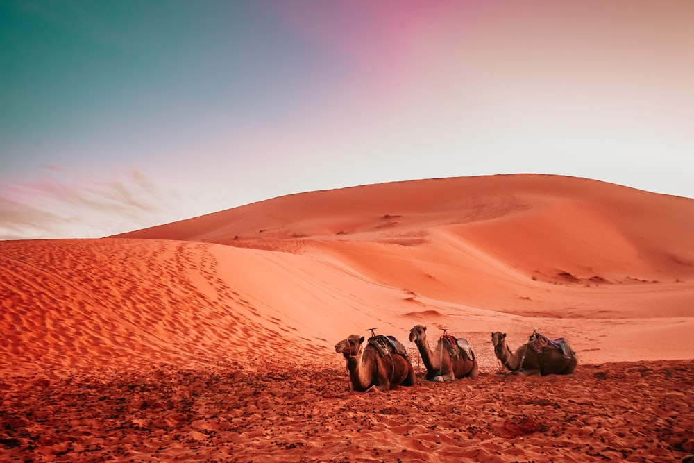 Tres camellos tumbados en la duna de arena durante el crepúsculo
