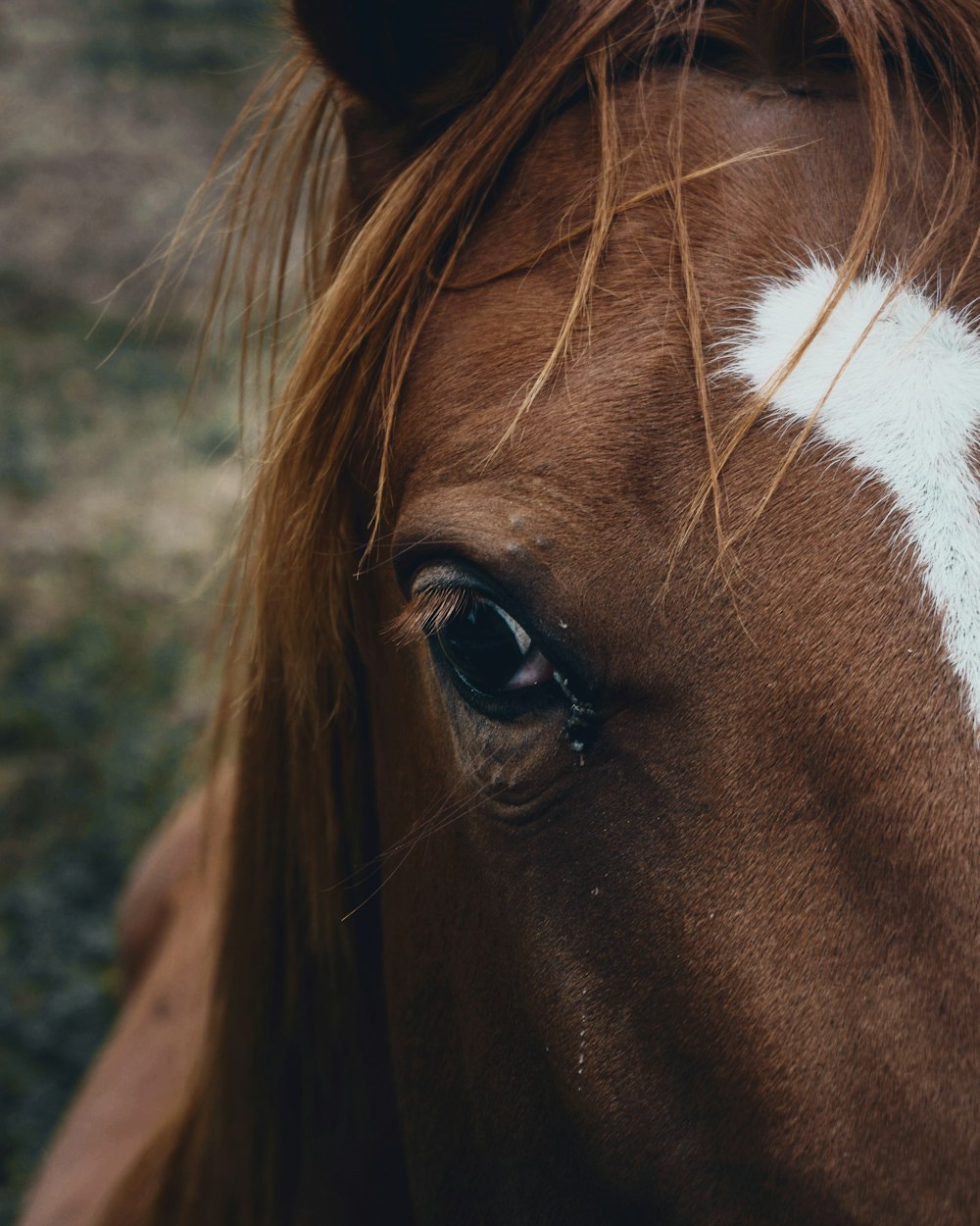 selective focus photography of brown horse