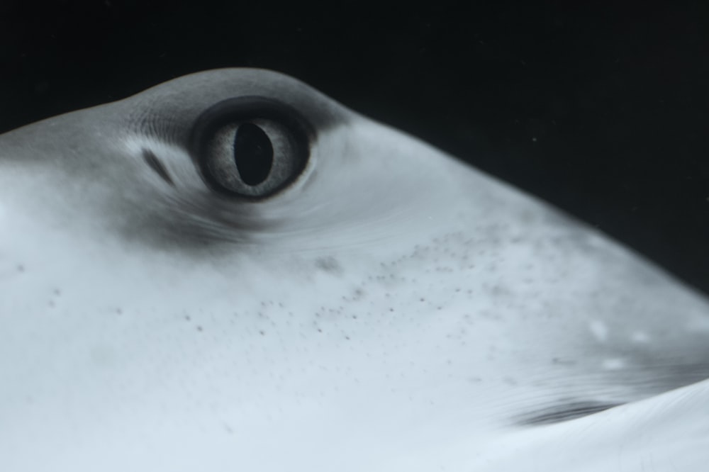 a black and white photo of a fish's eye