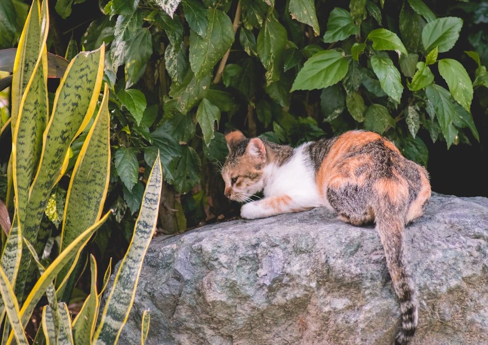 short-furred black, orange, and white cat sitting on gray rock beside gold snakeplant