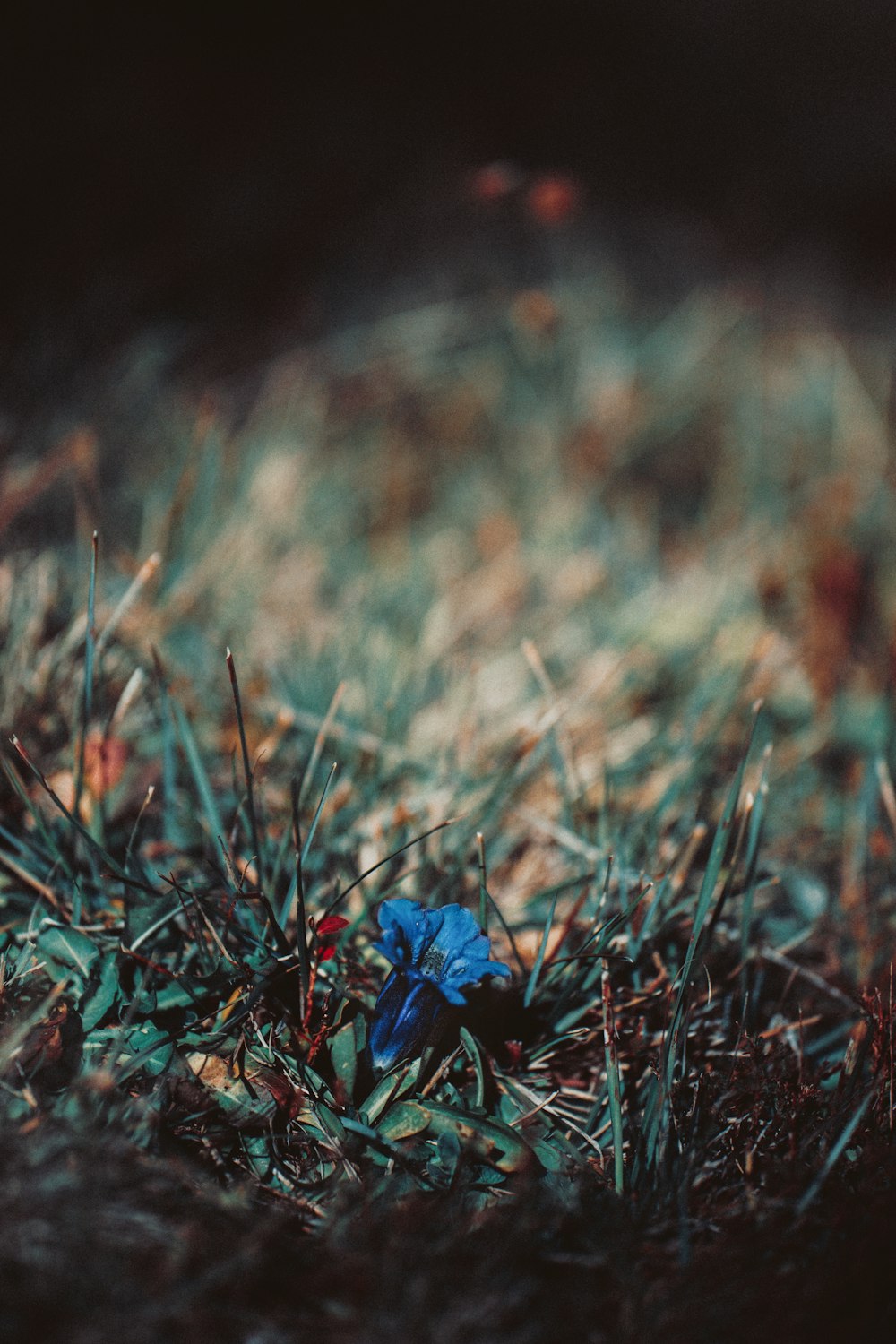 macro photography of blue petaled flower