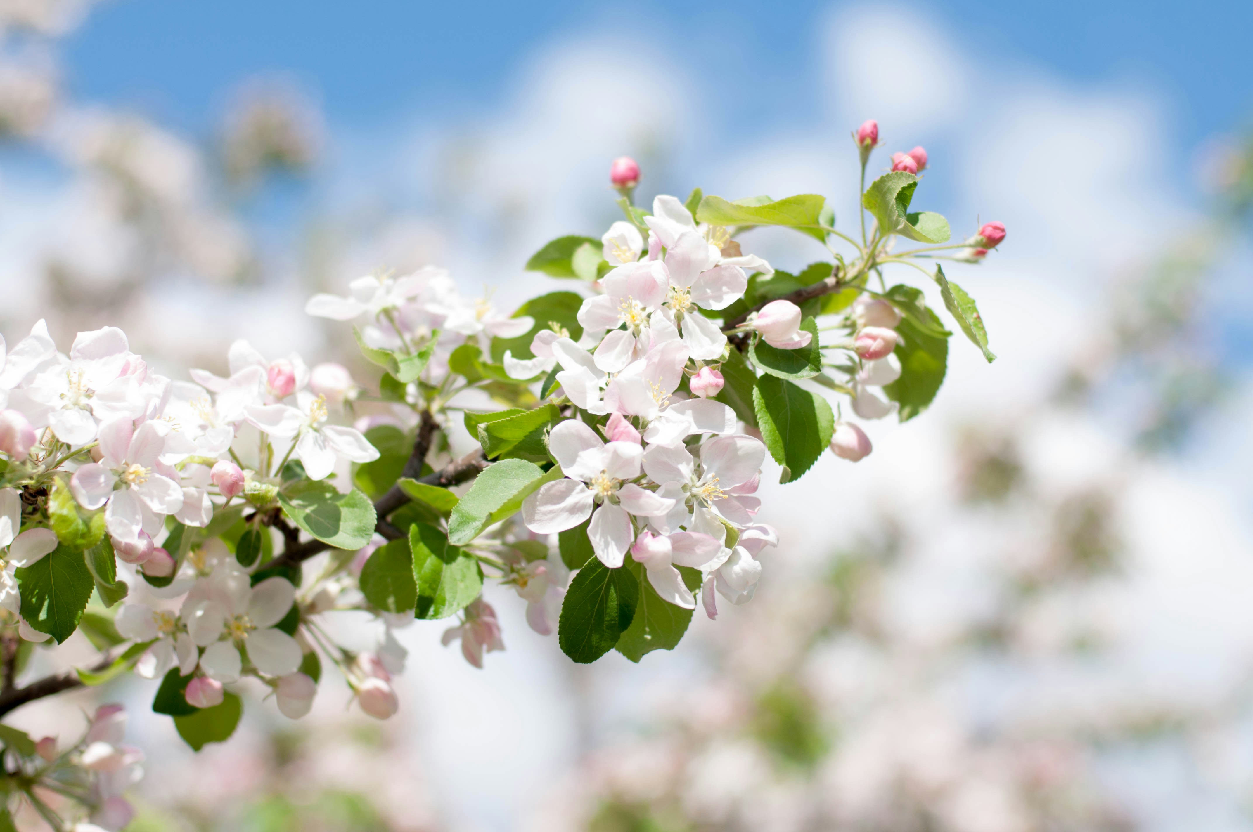 Photo by iconquistador