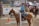 A horseback rider wearing a blue plaid shirt and cowboy hat is participating in an equestrian event. The rider is on a light brown horse with a white mane, standing next to a striped barrier. Several other riders on their horses are in the background, along with a couple of spectators in cowboy hats.