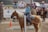 A horseback rider wearing a blue plaid shirt and cowboy hat is participating in an equestrian event. The rider is on a light brown horse with a white mane, standing next to a striped barrier. Several other riders on their horses are in the background, along with a couple of spectators in cowboy hats.