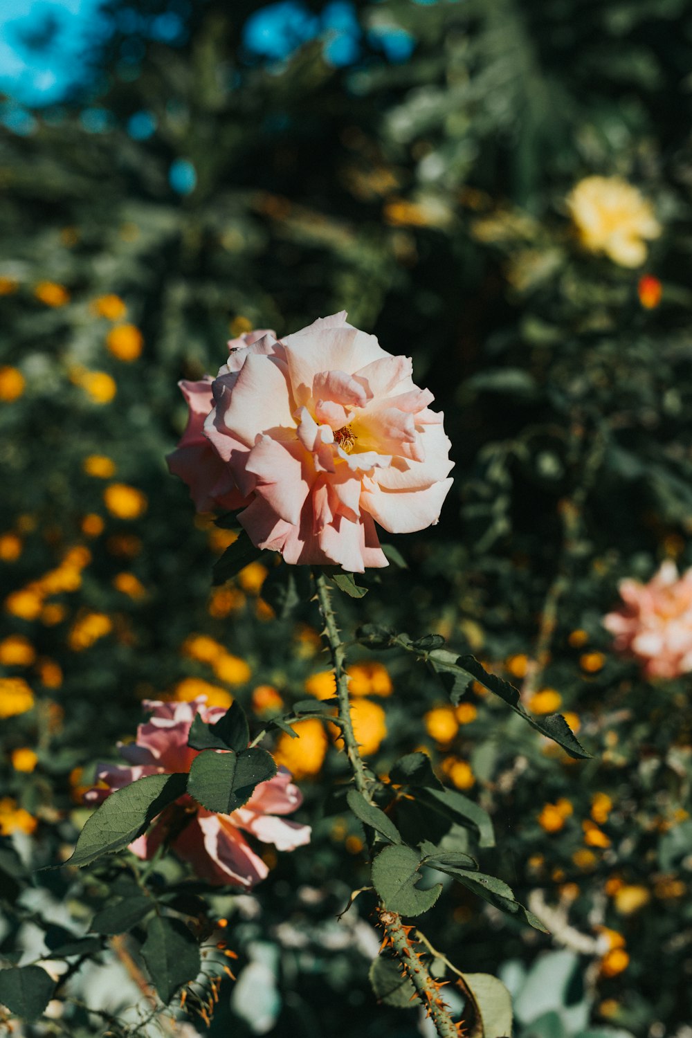 pink and yellow flowers