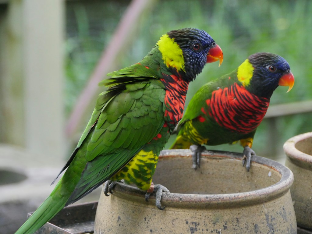 Semillas mixtas para aves