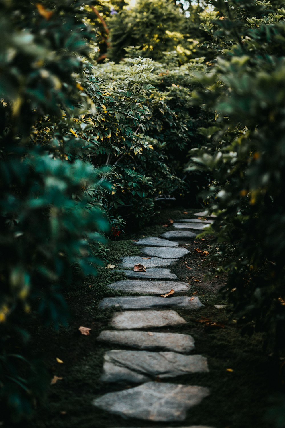 concrete pavement between green plants