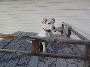 A happy dog with a bright collar sitting proudly on a wooden porch with colorful cushions