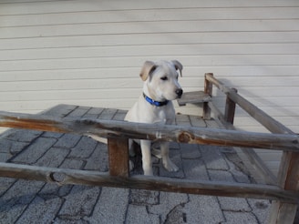 A light-colored dog with a blue collar sitting on a patio or deck with wooden railings. The background is a white wooden wall, and the floor is made of large stone tiles.