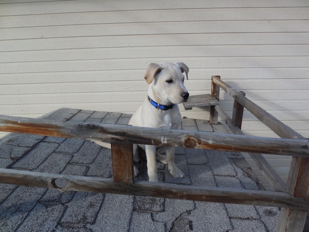 A light-colored dog with a blue collar sitting on a patio or deck with wooden railings. The background is a white wooden wall, and the floor is made of large stone tiles.