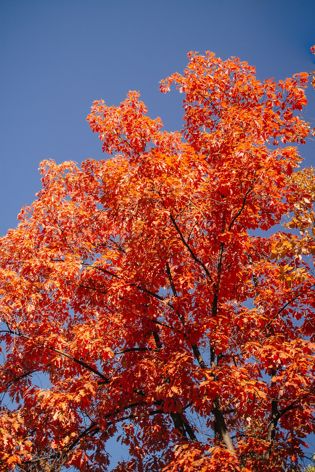 selective focus photography oforange-leafed tree