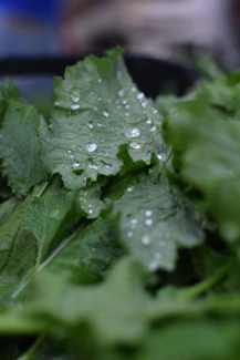 Freshly harvested green leaves and minerals forming a natural pattern on a tabletop.