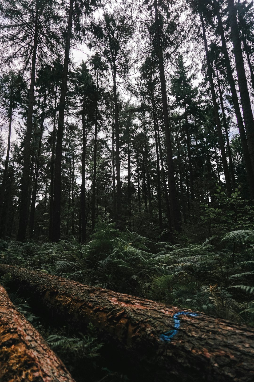 Forest photo spot Hamelin Bergen-Hohne