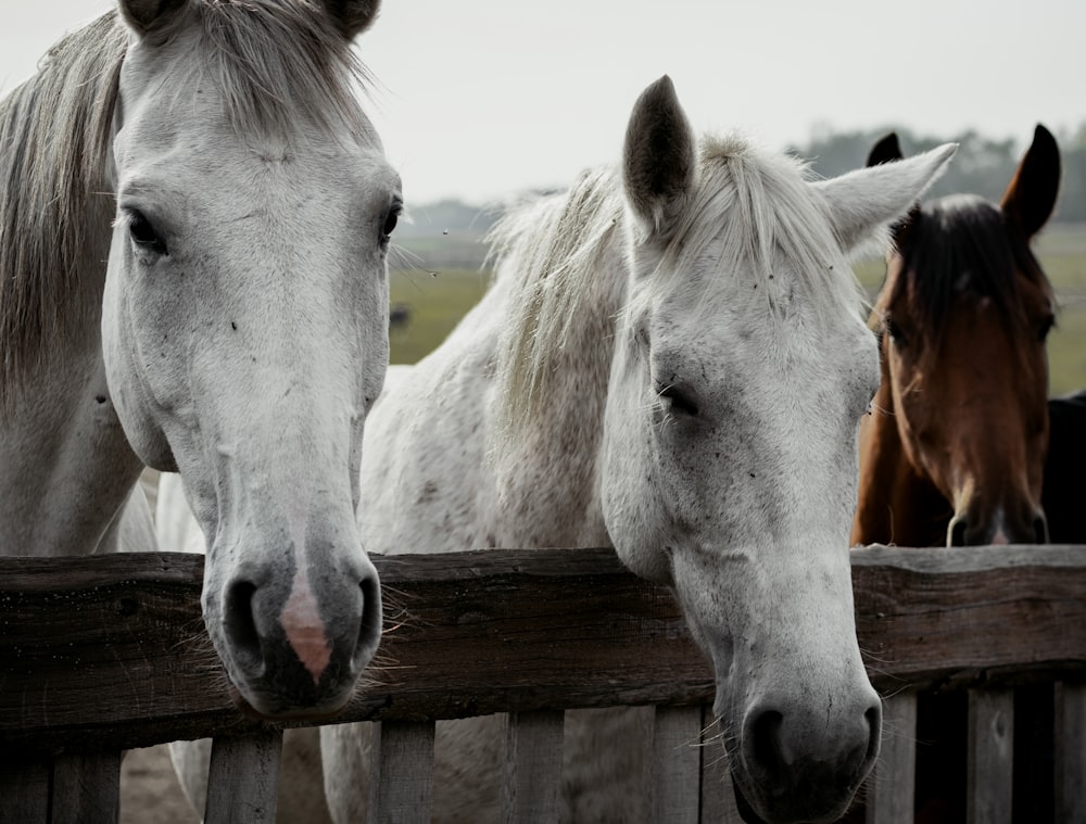 two white horses