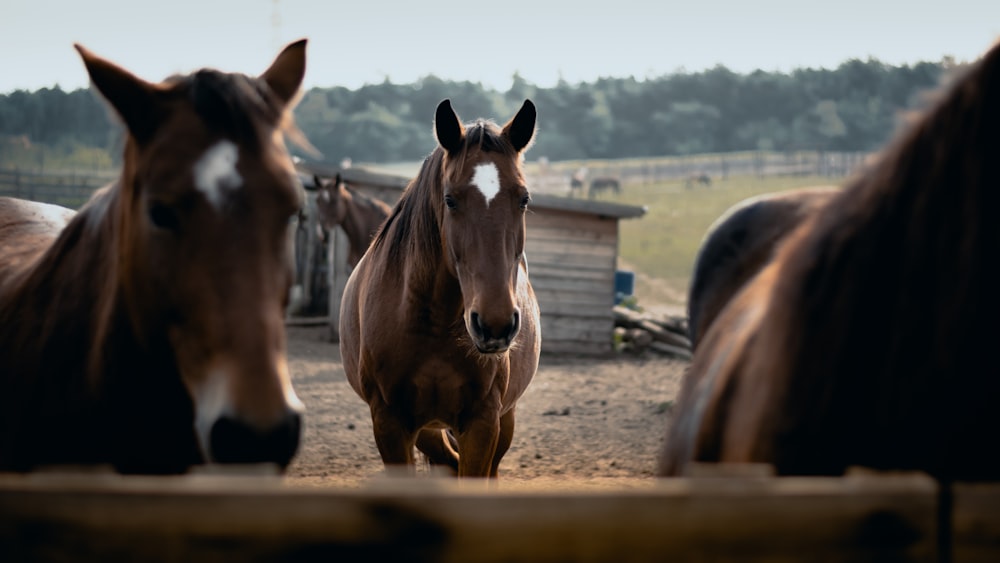 three brown horses in front of brown ranch