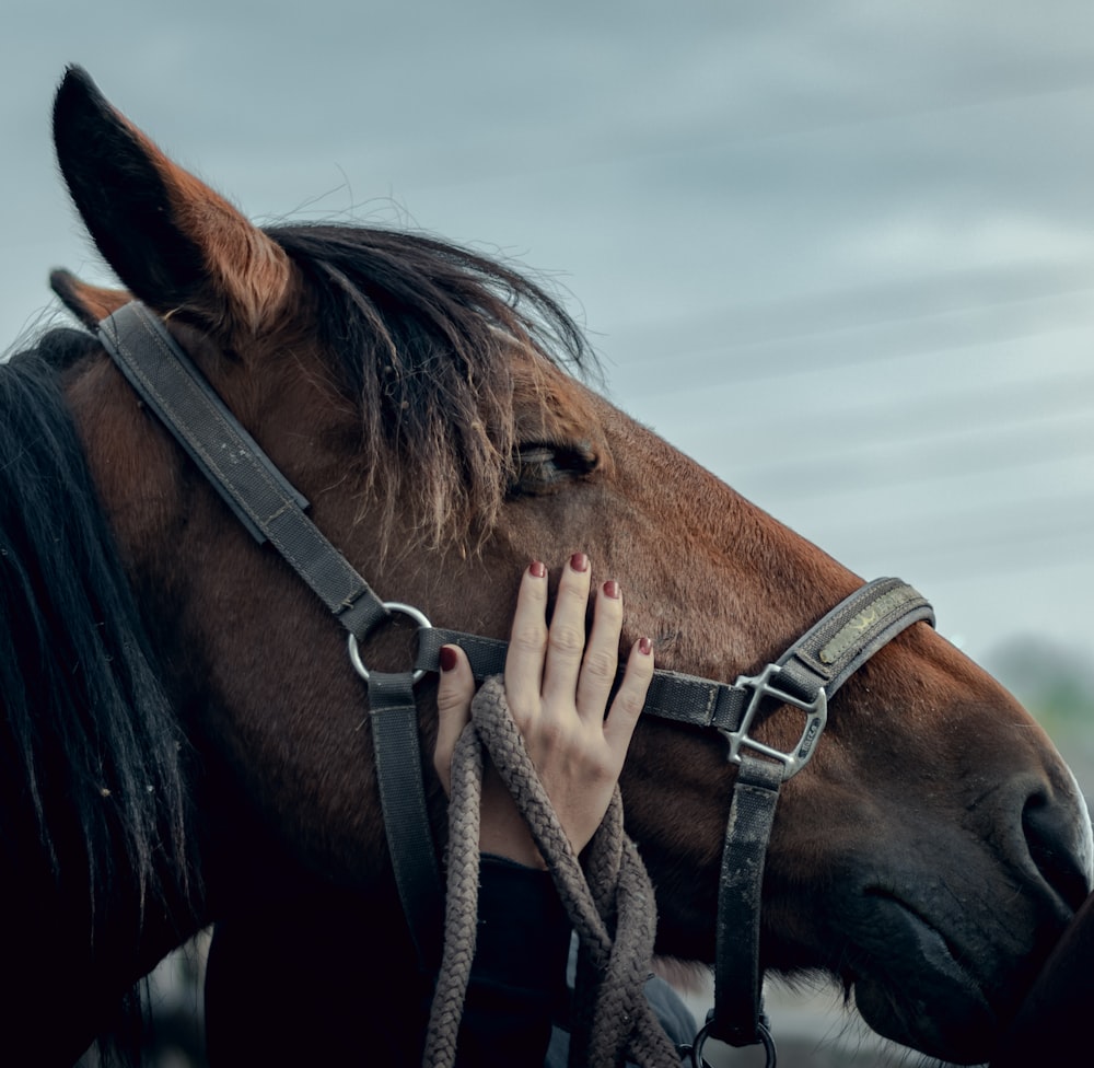 brown horse close-up photography