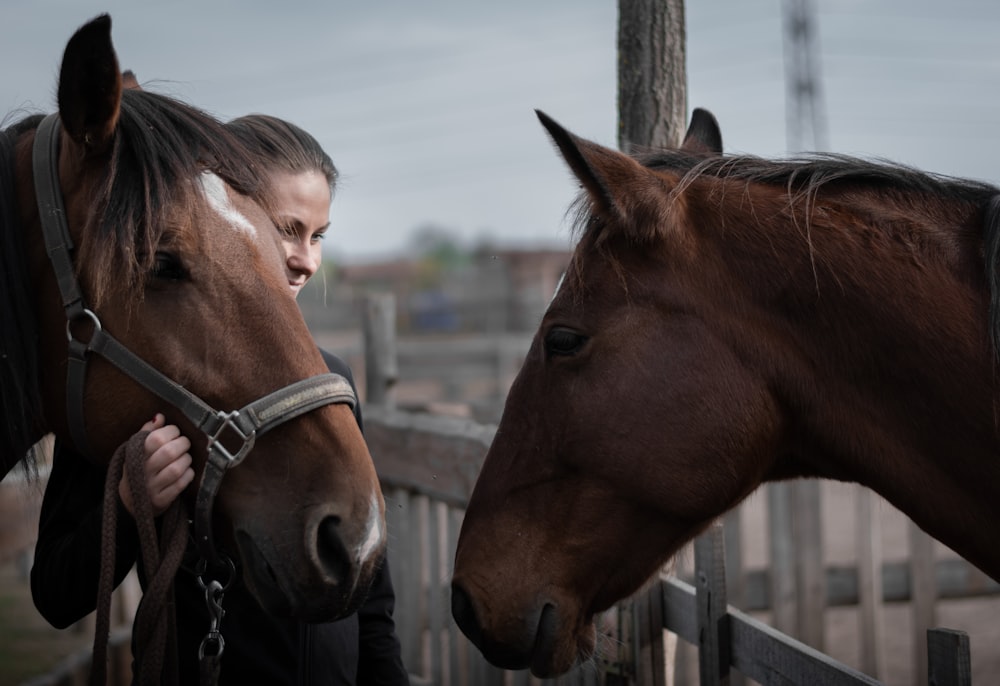 two brown horses