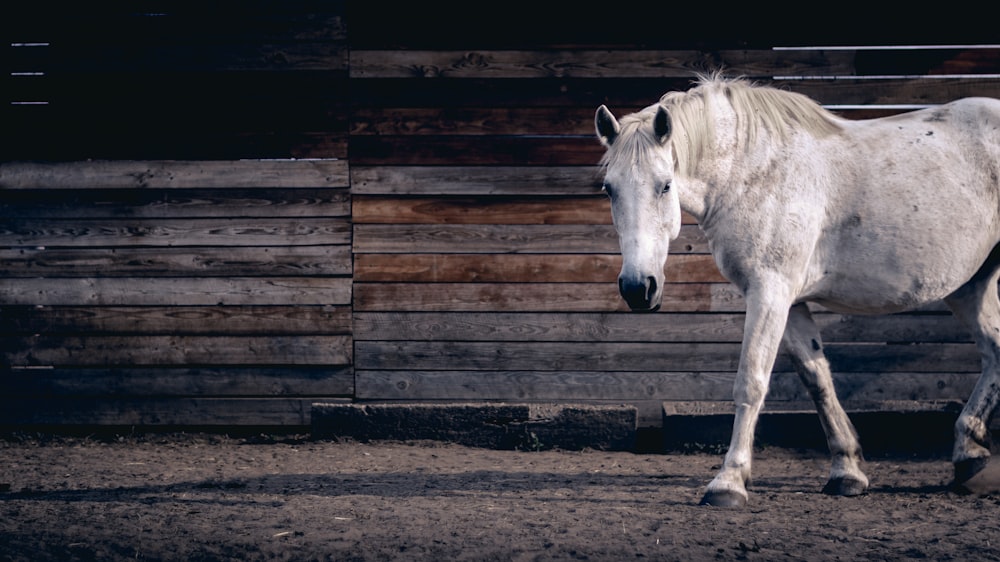 white horse beside brown wooden shed