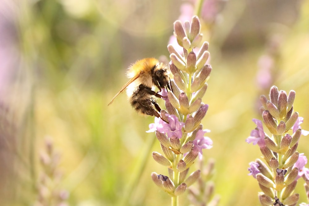 selective focus photography of bee pollinating on flower