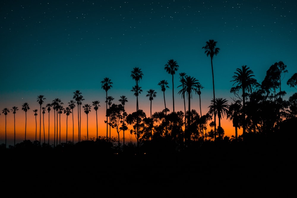 silhouette of trees