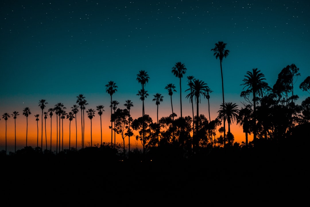 silhouette of trees, Cali sunset