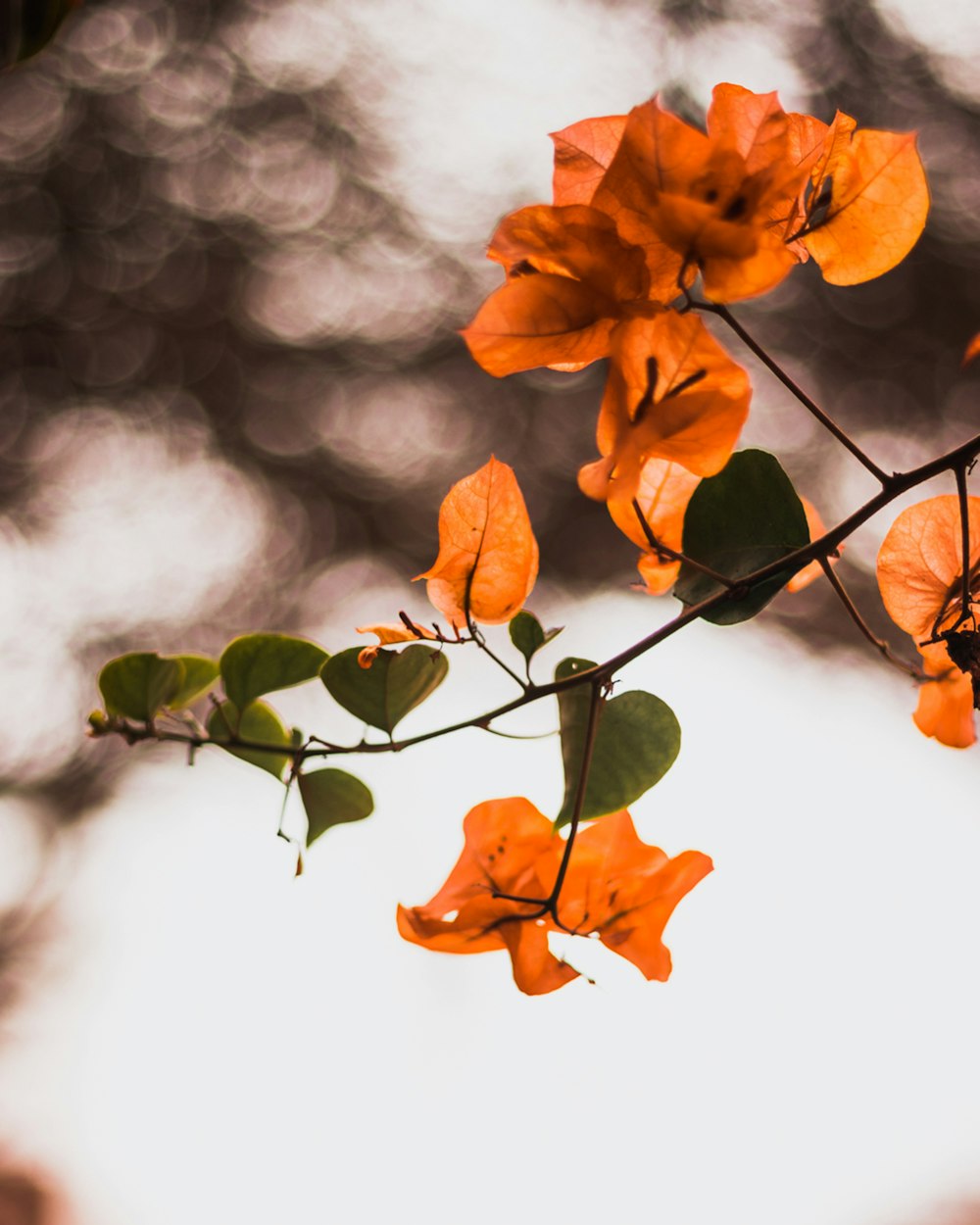 selective focus photography of orange Bougainvillea flowers