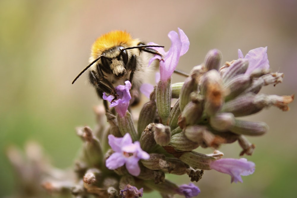 꽃에 꿀벌의 얕은 초점 사진