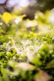 Dewdrops sparkling on spider webs intricately woven between hedge branches at dawn.