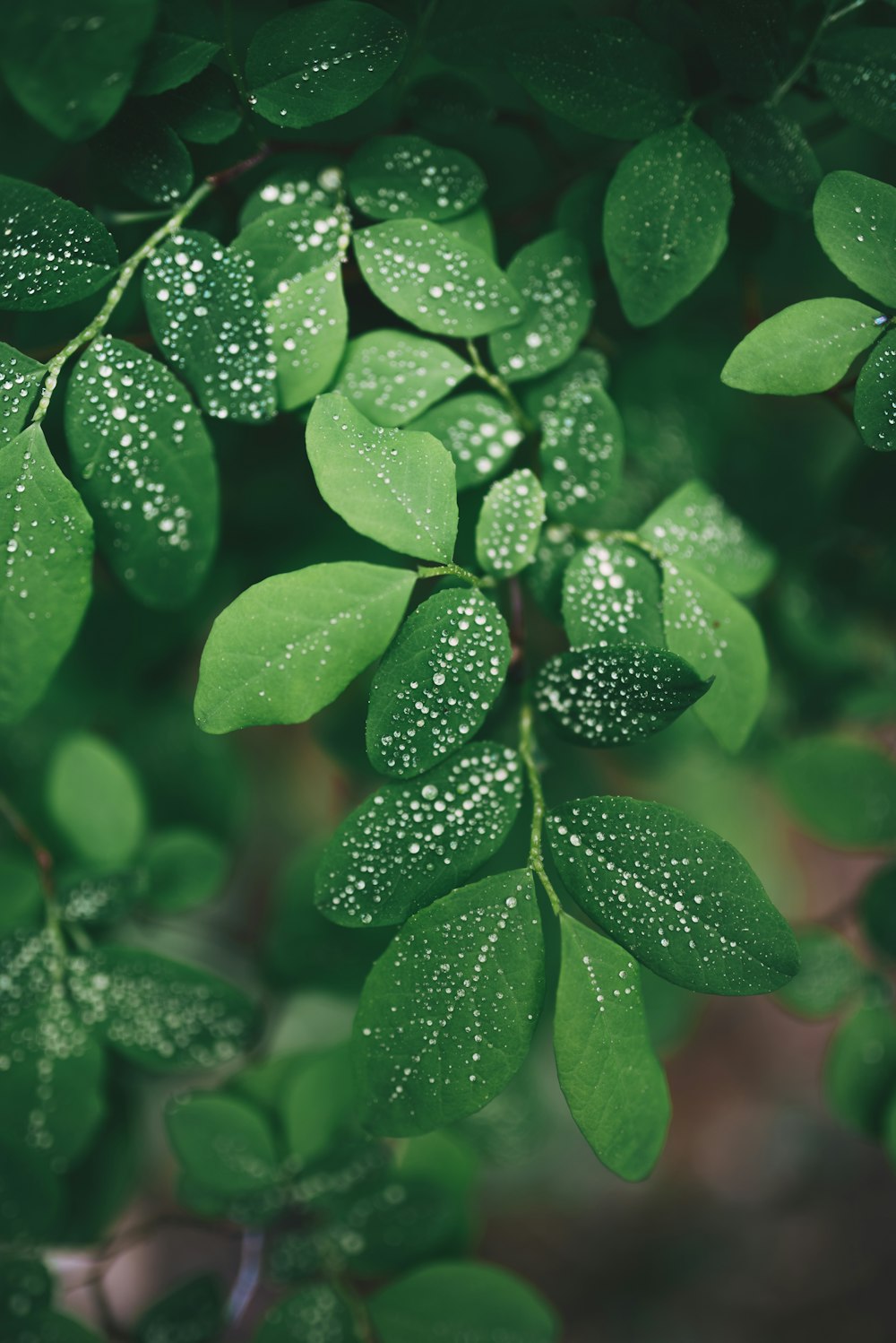 closeup photo of green leaf with water droplets