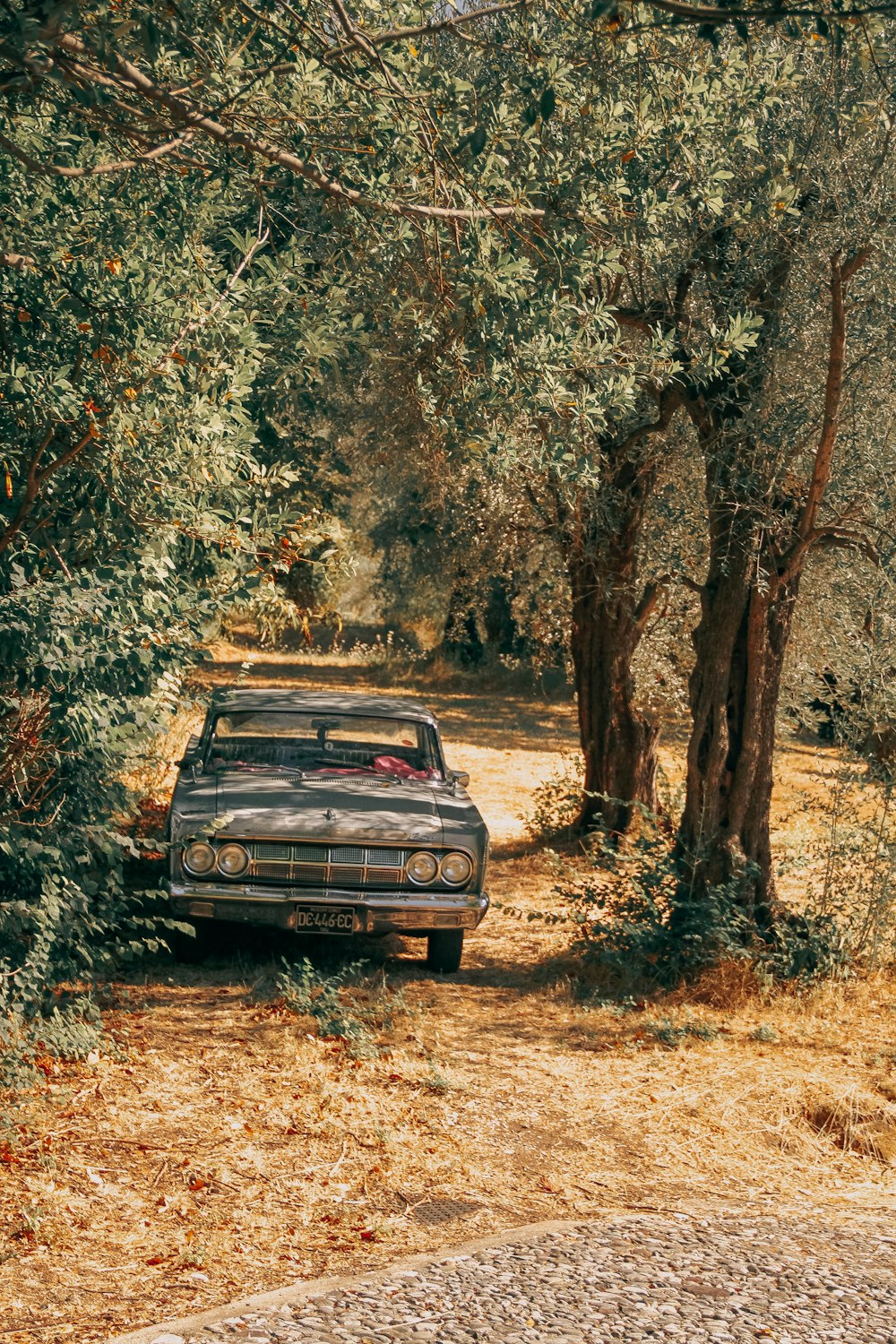 Auto grigia parcheggiata accanto all'albero