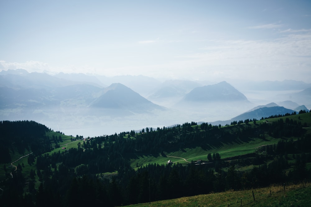 veduta aerea della foresta