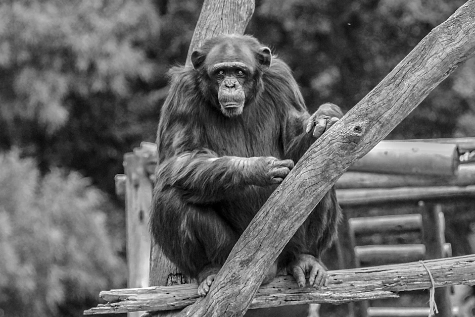 The image depicts a solitary monkey perched on a wooden structure, possibly a tree branch or a wooden platform. The monkey is facing towards the right side of the frame and appears to be in a relaxed position with its arms resting comfortably on the structure. The background features trees and foliage, suggesting that the monkey might be in a natural habitat or an enclosure designed for wildlife conservation.