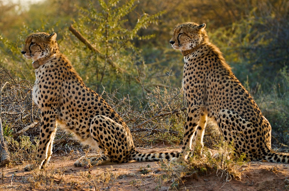 two cheetah on rock