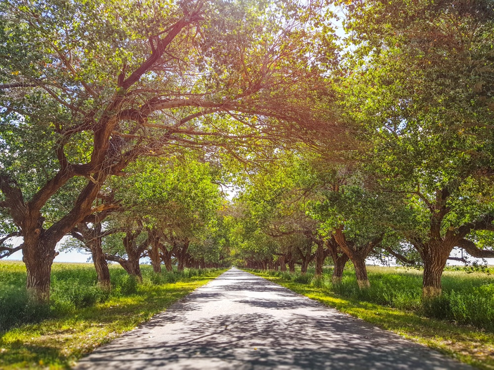 road between green trees