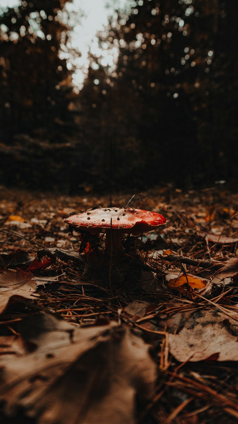 close-up photo of red mushroom on brown leaves