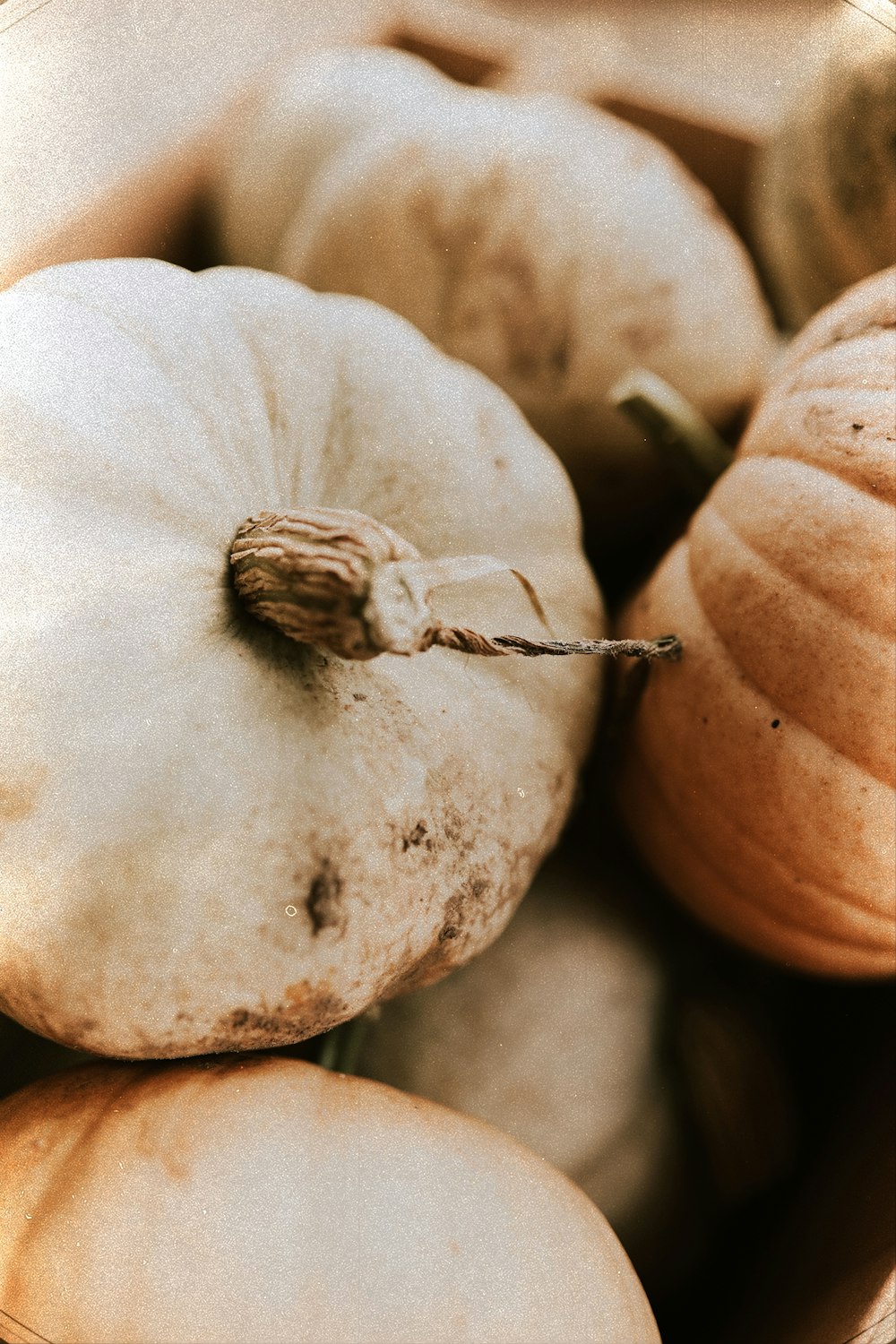 orange squash lot