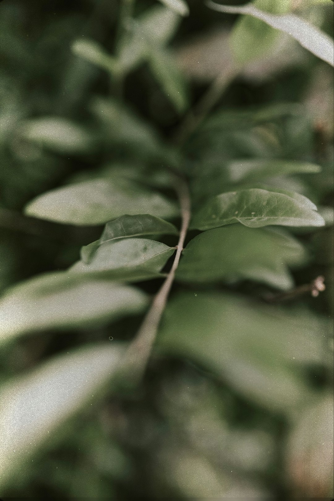 green leaves