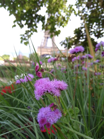 Purple flowers with a feathery texture stand prominently in the foreground, surrounded by tall green grass. In the background, a famous tower is slightly blurred, framed by leafy green trees, suggesting a garden setting.